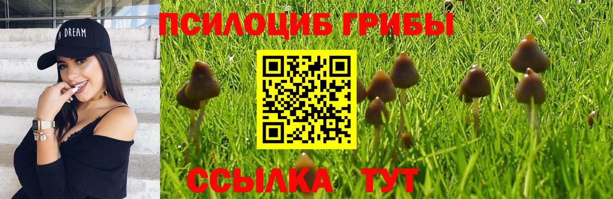 Псилоцибиновые грибы Psilocybine cubensis Мценск